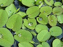 Ujuv salviinia (Salvinia natans)