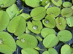 Salvinia natans