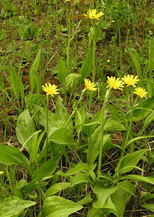 Scorzonera humilis.jpg