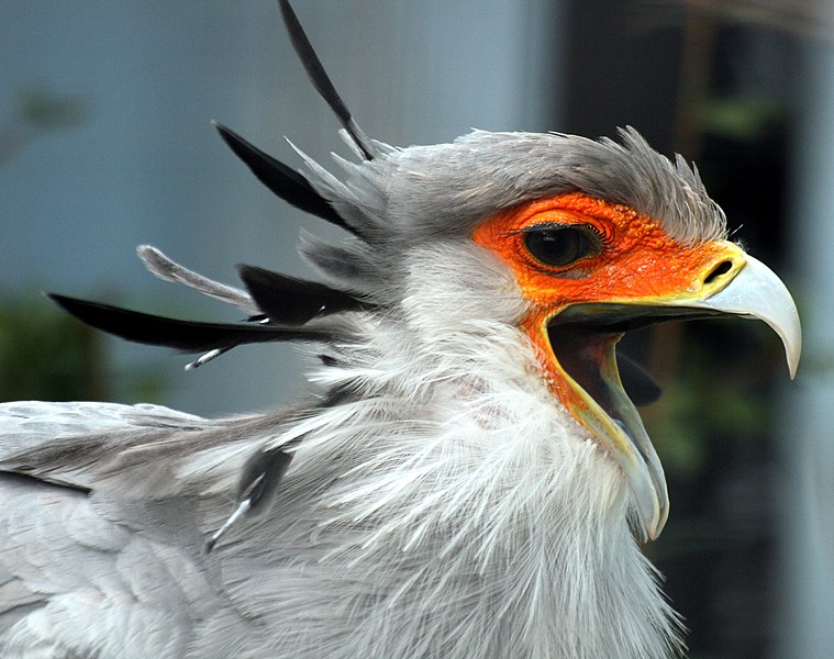 File:Secretary Bird with open beak.jpg