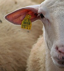 Microchip RFID ditanamkan juga di binatang, seperti pada kambing dan domba