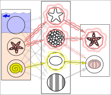 Simplified example of training a neural network in object detection: The network is trained by multiple images that are known to depict starfish and sea urchins, which are correlated with "nodes" that represent visual features. The starfish match with a ringed texture and a star outline, whereas most sea urchins match with a striped texture and oval shape. However, the instance of a ring-textured sea urchin creates a weakly weighted association between them.