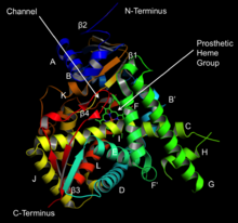 Structure of lanosterol 14 Î±-demethylase (CYP51).png