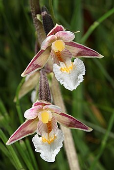 Fleurs d'épipactis des marais (Epipactis palustris), orchidée d'Europe et d'Asie occidentale. (définition réelle 2 010 × 2 999)