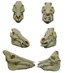 Wild boar (left) and domestic pig (right) skulls: Note the greatly shortened facial region of the latter. Sus scrofa & Sus scrofa domesticus MWNH.jpg