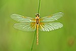 Sympetrum flaveolum – Weibchen