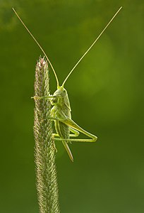 Tettigonia viridissima türü bir çekirge. (Üreten: Richard Bartz)