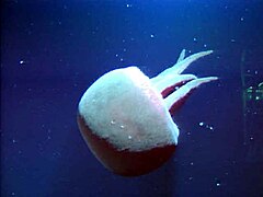 Une méduse d'eaux profondes (Tiburonia granrojo) cette espèce de Scyphoméduse a été découverte en 1993 en Californie par 1 500 mètres de fond. Elle se caractérise par une couleur rougeâtre et des bras buccaux d'un nombre variant de 4 à 7[21].