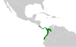 Distribución geográfica del picoplano aliamarillo del Pacífico.