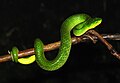 Trimeresurus macrolepis