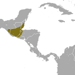 Distribución de C. tropicalis