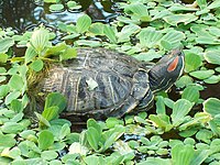 Черепахи в саду Аточа (Мадрид) 01.jpg