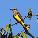 Tyrannus melancholicus Tropical Kingbird