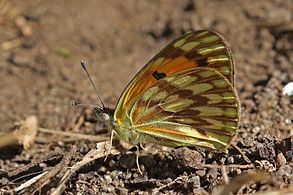 C. v. hanningtoni Soysambu Conservancy, Kenya