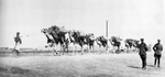 Velbloudí karavana v Džibuti (v pravé části je dvojice čs. legionářů z 15. transportu); 29. ledna 1920
