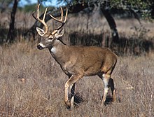 The White-tailed deer is common in all eastern states. White-tailed deer.jpg