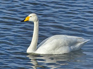 Singschwan (Whooper swan)