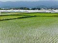 Reisfelder im Bezirk Yonezaki (2. Juni 2007)