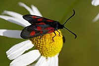 Mjatel Zygaena lonicerae