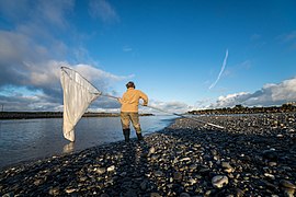 Whitebaiting on the Grey River