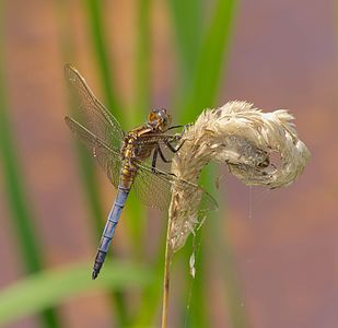 Keeled skimmer, by Hockei