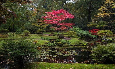 The red Acer palmatum was planted around 1910[1]