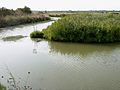 Le marais au sud de Fouras