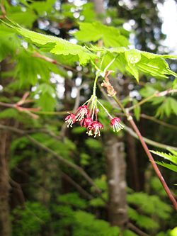 Acer japonicum Japan1.JPG