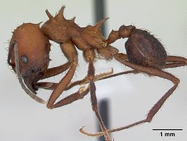 Acromyrmex heyeri