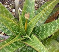 Kolorované listy Aloe greenii