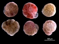 Globotalamejas Ammonia beccarii.