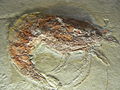 Fossile di Antrimpos speciosus