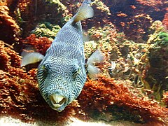 Au Museum-aquarium de Nancy