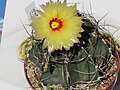 Astrophytum capricorne