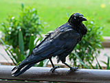 Australian raven