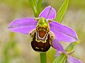 Ophrys apifera