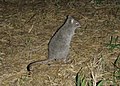 Bettongia tropica