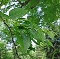 Betula engros-handle foliage.jpg