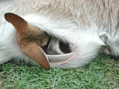 ida valabio en la patrina marsupio