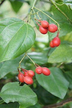 Erythropalum scandens -lajin hedelmiä