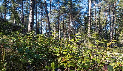 Lingonris och tallskog.