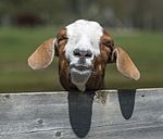 Boer Goat (8742860752).jpg