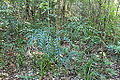 Bowenia serrulata growing in transition forest near Byfield, in the Capricornia region of Queensland, Australia