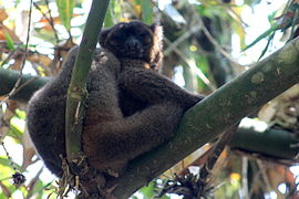 Breedsnuithalfmaki (Prolemur simus)