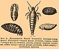 Миниатюра для версии от 06:32, 7 июля 2009