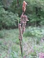 Bánsági sás (Carex buekii)