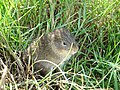 Santa Catarina's guinea pig