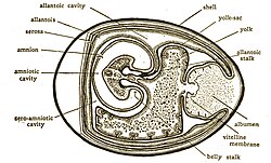 Kippenembryo op de veertiende dag na de bevruchting.
