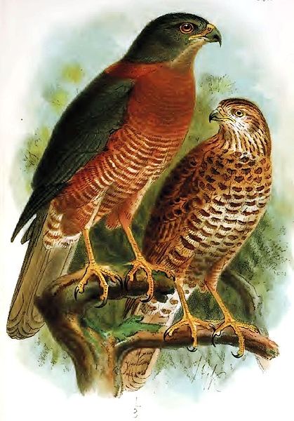 http://upload.wikimedia.org/wikipedia/commons/thumb/b/b8/Christmas_Island_Goshawk.jpg/419px-Christmas_Island_Goshawk.jpg