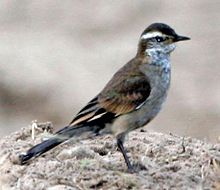 Kortnebbergkall, Cinclodes fuscus, Entre Rios, Argentina Foto: Lip Kee Yap